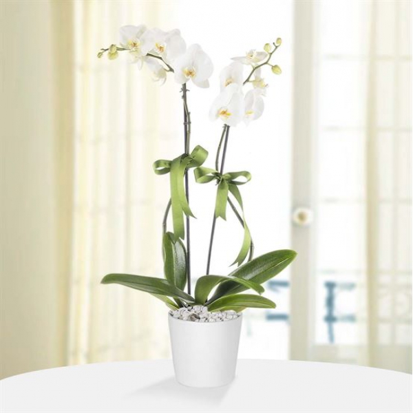 Ayvalık Çiçekçi Saksı Phalaenopsis Çiftli Beyaz Orkide