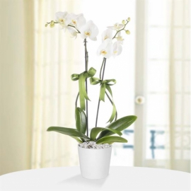 Ayvalık Çiçekçi Saksı Phalaenopsis Çiftli Beyaz Orkide