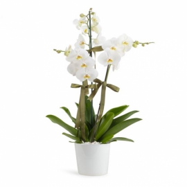 Ayvalık Çiçekçi Saksı Phalaenopsis Üçlü Beyaz Orkide