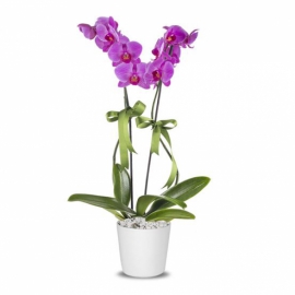  Ayvalık Çiçek Gönder Saksı Phalaenopsis Çiftli Mor Orkide