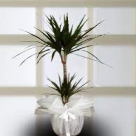  Ayvalık Çiçek Gönder 2 li Dracena Marginata Çiçeği 